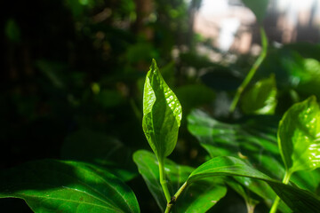 green leaves of a plant