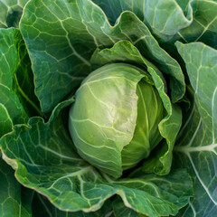 Obraz premium head of young green cabbage close-up.