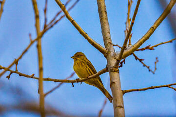 beautiful birds on the branch of a tree