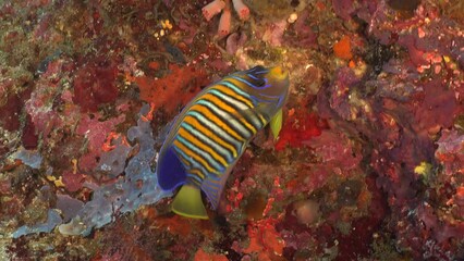 Regal Angelfish swimming on colourful coral reef wall in the Philippines