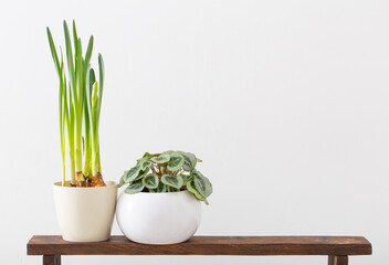 houseplants in flowerpot on background white wall