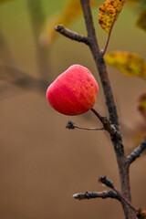 red apple on a branch left over the winter