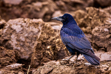 a crow on the ground of an agricultural field