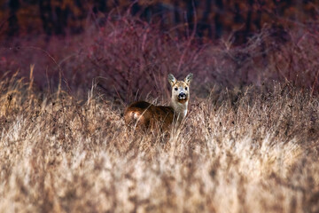 a deer hidden in the vegetation during autumn
