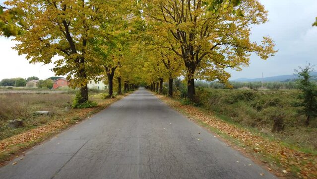 Autumn road with yellow foliage trees
