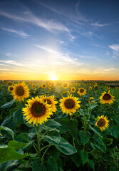 Beautiful sunset over sunflowers field © Piotr Krzeslak