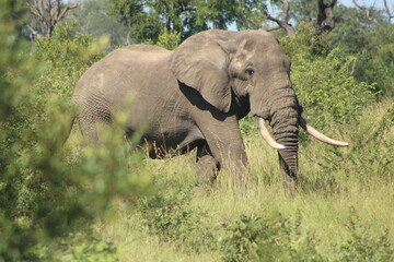 Marula tree and African elephant