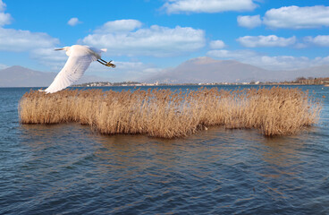 white heron in flight with Sirmione Verona in the background
