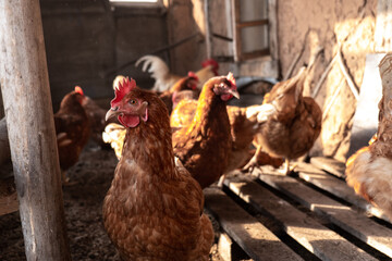Hen, the red hen in the coop. Farm. Beautiful Foto.