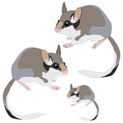 Dormouse forest grey animal vector