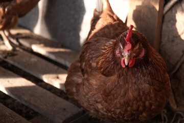 Hen, the red hen in the coop. Farm. Beautiful Foto.