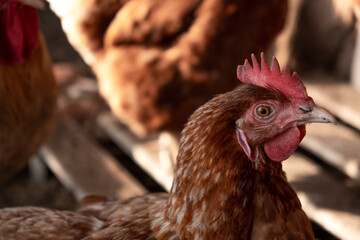 Chicken portrait. Chicken in the chicken coop.