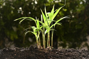 palm plant seedling in soil