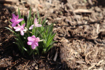 綺麗なピンク色のアッツザクラ