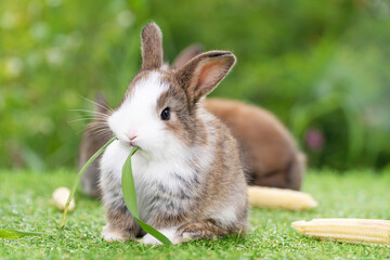 Adorable tiny furry rabbit bunny brown white hungry eating fresh grass with organic baby corn while...