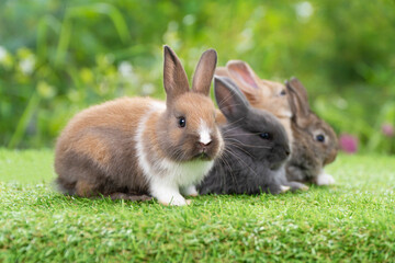Cuddly furry rabbit bunny brown white with family sitting and playful together on green grass over natural background. Group of family baby bunny on lawn. Easter newborn bunny family concept.