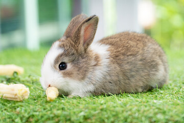 Adorable tiny furry rabbit bunny brown white hungry eating organic fresh baby corn while sitting on green grass meadow over nature background. Easter animal bunny concept.