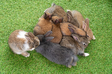 Group of eight cuddly furry rabbit bunny lying down sleep together on green grass over natural...