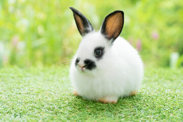 Fluffy rabbit bunny sitting green grass in spring summer background. Infant dwarf bunny black white rabbit playful on lawn with green bokeh nature background. Cute animal furry pet concept.
