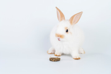 Furry baby bunny with cookie on isolated. Adorable tiny rabbit bunny white and brown hungry eating cookie carrot while sitting over white background. Easter animal bunny and food concept.