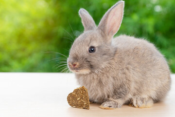 Fluffy baby bunny rabbit grey with cookies carrot sitting on wooden over natural green bokeh...