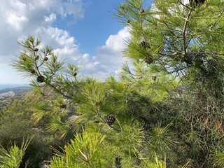 Naklejka premium Pine tree branches with cones