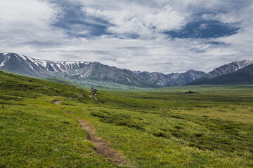 Fototapeta premium horses carry backpacks of tourists on an alpine meadow in the Altai mountains