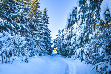 winter, sunny forest of the Urals