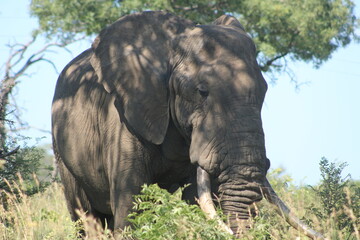 Marula tree and African elephant