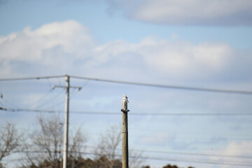 塔に留まっているオオカラモズ
