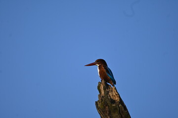 Obraz premium Kingfisher