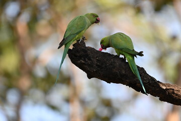 Parrots