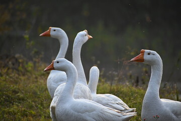 Obraz premium Ducks