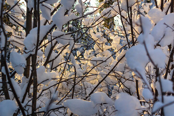 winter, sunny forest of the Urals