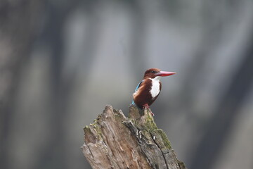 kingfisher