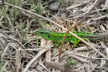 Lizard on the spring grass