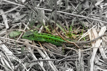 Naklejka na ściany i meble Lizard on the spring grass