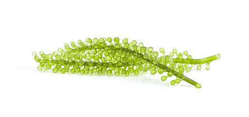 Sea grapes ( green caviar ) seaweed on white