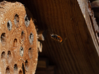 Mason bees at an insect hotel in spring