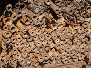 Mason bees at an insect hotel in spring
