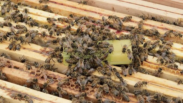 Closeup Shot Of Honey Bee Colony In A Beehive, Pet Bees Swarming