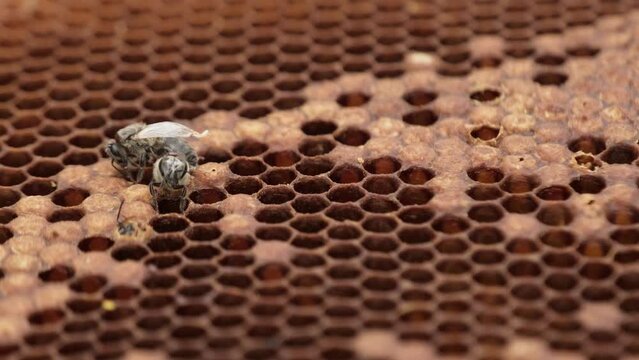 Macro close up of Swarm Of sick Bees affected of varroa external parasitic mite that attacks and feeds on the honey bees