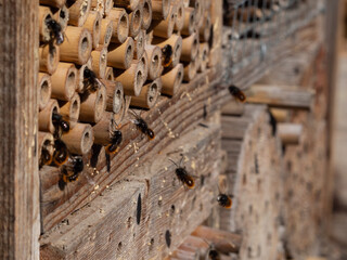 Mason bees at an insect hotel in spring