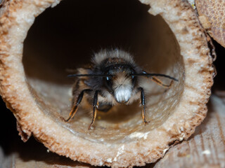 Mason bees at an insect hotel in spring