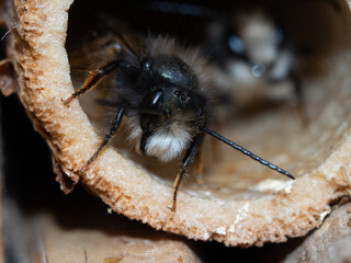 Mason bees at an insect hotel in spring