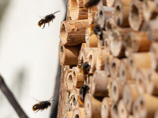 Mason bees at an insect hotel in spring