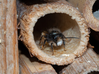 Mason bees at an insect hotel in spring