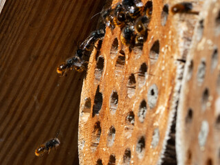Mason bees at an insect hotel in spring