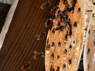 Mason bees at an insect hotel in spring