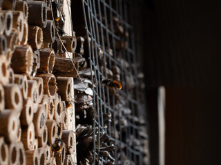 Mason bees at an insect hotel in spring